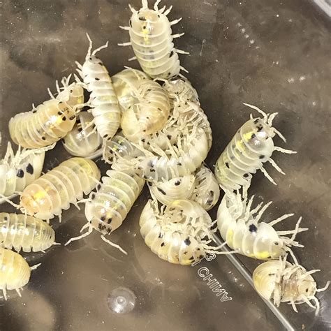 Magical elixir isopods up for sale